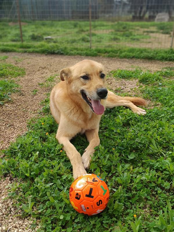 Mika Mix Pastore Taglia Grande